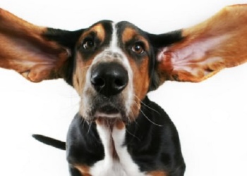 Los  sentidos de los perros