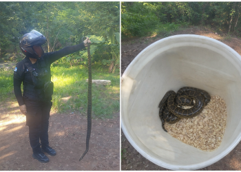 Rescataron una boa curiyú de casi metro y medio en cercanías del Club CAPRI