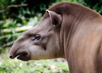 Siete curiosidades sobre los tapires, en su Día