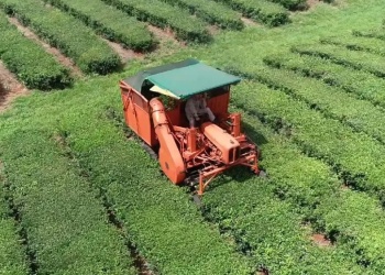 Una de las empresas más grandes de Corrientes habilita una tealera en Misiones