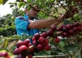 Misiones avanza con un fondo para promover el cultivo de café