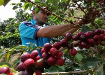 Misiones avanza con un fondo para promover el cultivo de café