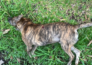 Garupá: detuvieron al hombre acusado de matar a un perro de un disparo