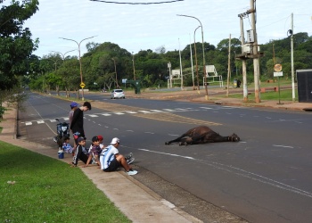 Hallaron sin vida a un caballo sobre la avenida Centenario de Posadas