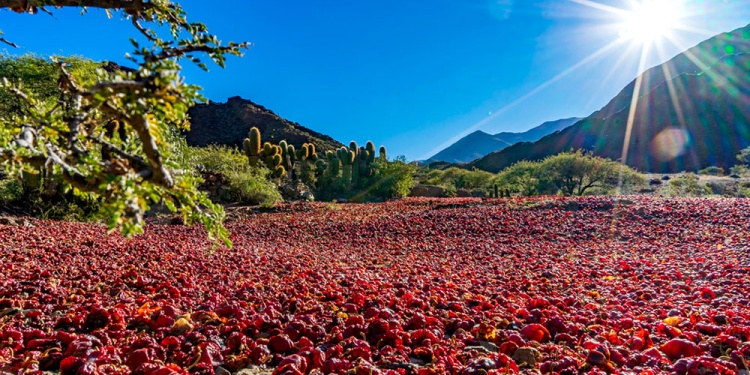 Cachi (Salta)