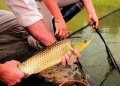 La Fiesta del Pescado de Cultivo apuesta a consolidarse como motor económico en Apóstoles
