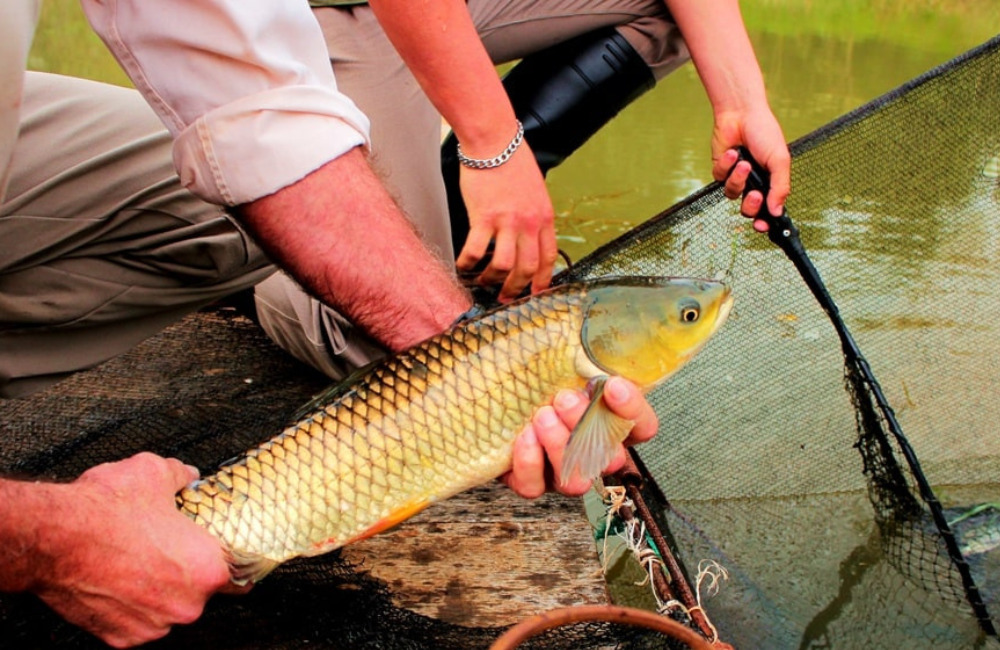 La Fiesta del Pescado de Cultivo apuesta a consolidarse como motor económico en Apóstoles