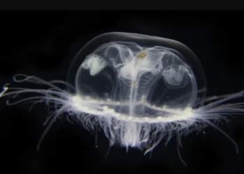 Detectan una medusa invasora asiática en lagos de Bariloche y alertan por su impacto ambiental
