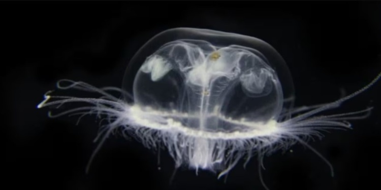 Medusa de agua dulce. Créditos: Antonio Brandon, Segura Torres - Gesap Foto: Gesap