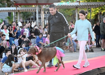 Moda canina y pura ternura: el desfile perruno que enamoró a Posadas