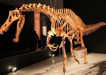 Alemania devolverá a Brasil un fósil de dinosaurio vendido ilegalmente hace décadas