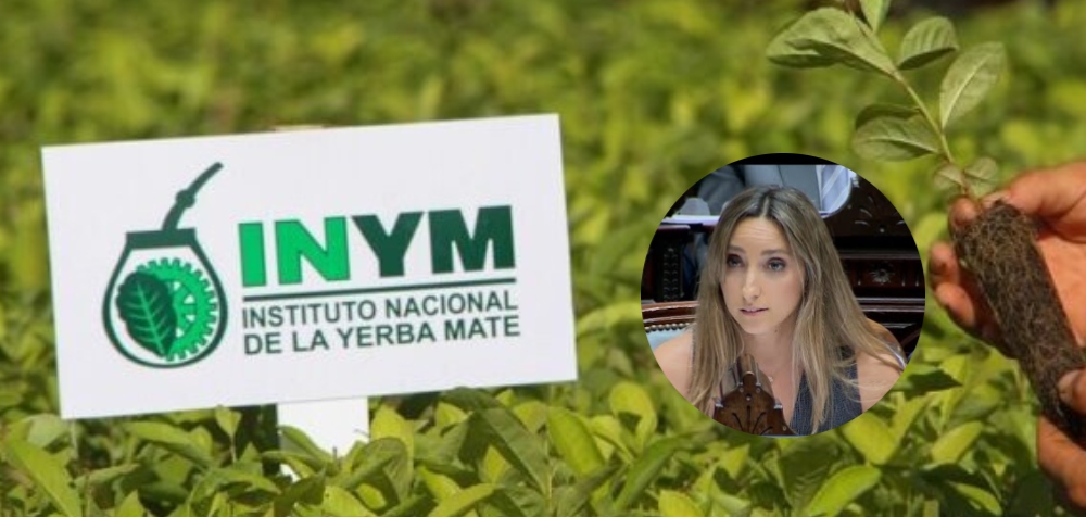 “La desregulación destruyó al sector yerbatero”: fuerte presión en el Congreso para devolverle facultades al INYM