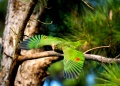 Loro pecho vinoso: la especie en peligro crítico que busca recuperarse en el norte misionero