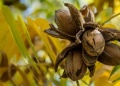 La nuez pecán empieza a consolidarse como alternativa agrícola en Misiones