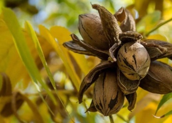 La nuez pecán empieza a consolidarse como alternativa agrícola en Misiones