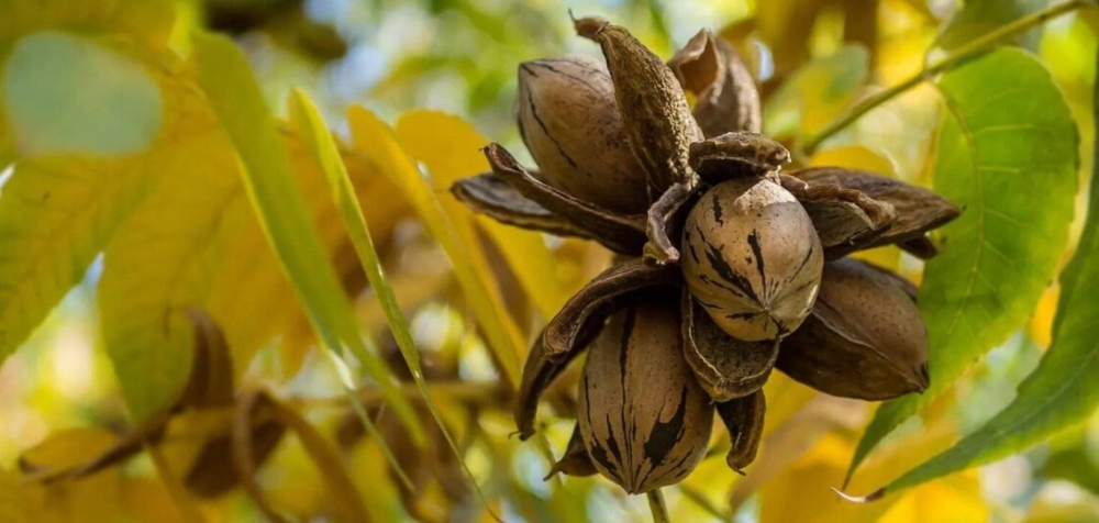 La nuez pecán empieza a consolidarse como alternativa agrícola en Misiones