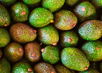 La palta gana terreno como opción para diversificar las chacras misioneras
