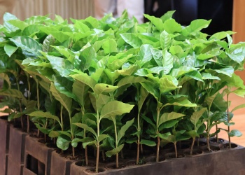 Misiones avanza con ensayos para evaluar si el café puede convertirse en un nuevo cultivo regional