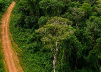 Misiones avanza en plan de monetizar servicios ambientales de los bosques