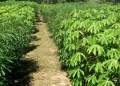 Productores misioneros avanzan en la agricultura regenerativa