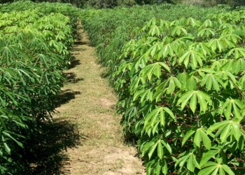 Productores misioneros avanzan en la agricultura regenerativa