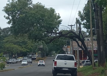 “Despeje” sobre el tendido  eléctrico genera reclamo vecinal