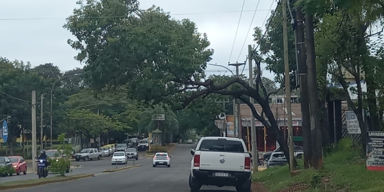 SENTIDO COMÚN. Tendido eléctrico despejado. Peatones y ocupantes de autos, en peligro si les cae la rama.