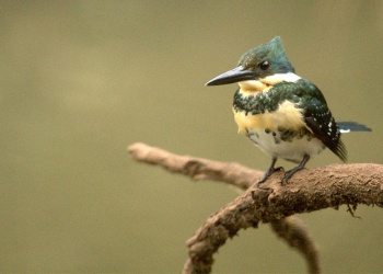 Puerto Rico se suma al Global Big Day con una jornada abierta de observación de aves en Monte Seguín