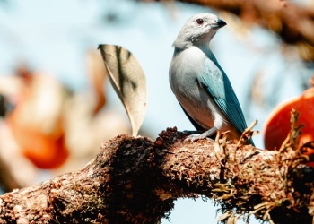 Misiones en el primer lugar en el “Gran Día de Observación de Aves” en toda la Argentina