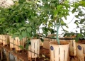Misiones: fortalecen la calidad de cítricos desde el banco del INTA