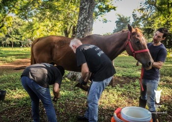 Piden ayuda urgente para rescatar caballos maltratados y sostener la atención veterinaria