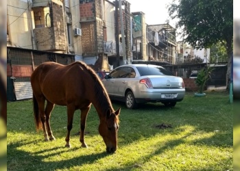 Alertan por el peligro de caballos sueltos en la chacra 150 de Villa Cabello