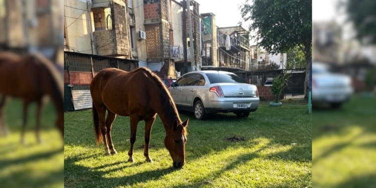 PELIGRO. El caballo pasta suelto en un espacio verde a pasos de la avenida Centenario; a veces deambula por Tacuarí.