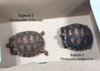 Una ONG denuncia irregularidades en causa por venta ilegal de tortugas en Eldorado