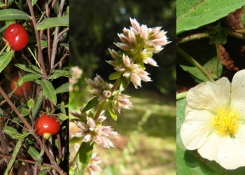 Misiones declara monumento natural a doce especies de flora nativa