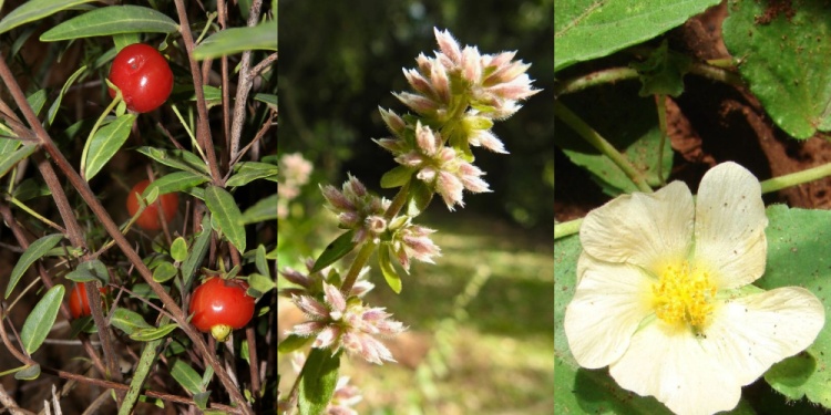 Eugenia lilloana, Hedeoma teyucuarensis y Sida loretana son algunas de las especies protegidas por la nueva ley.