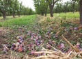 Declaran emergencia agropecuaria en Chubut, Santa Cruz y zonas de Mendoza