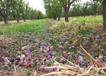 Declaran emergencia agropecuaria en Chubut, Santa Cruz y zonas de Mendoza