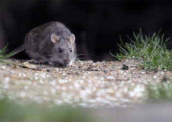 Hantavirus: “La cepa que tenemos en Misiones tiene una mortalidad mucho menor que la cepa Andes”