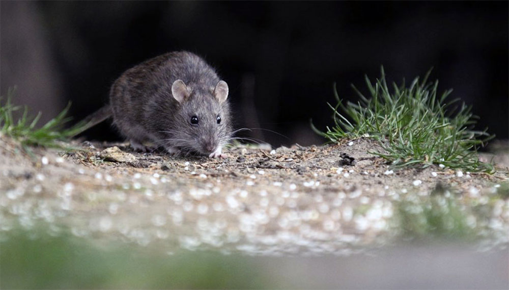 Hantavirus: “La cepa que tenemos en Misiones tiene una mortalidad mucho menor que la cepa Andes”