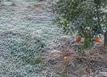 Cómo afecta el frío a las frutas en Misiones y cómo cuidarlas
