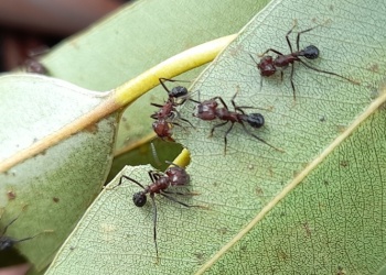Cómo impactan las hormigas en la rentabilidad forestal