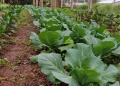 Cultivos que fortalecen la  horticultura durante el invierno
