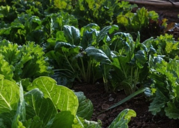 Qué sembrar en mayo y cómo cuidar las plantas para atravesar el otoño