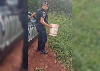 Una culebra apareció en una escuela de Oberá y fue rescatada por la Policía