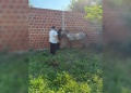 Rescataron una yegua maltratada en Posadas y liberaron un ave silvestre en Santo Pipó