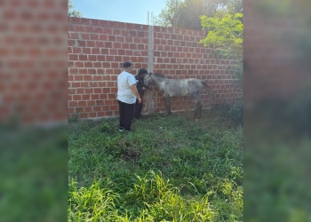 Rescataron una yegua maltratada en Posadas y liberaron un ave silvestre en Santo Pipó
