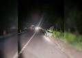 Murió un peatón tras ser embestido por un motociclista alcoholizado en Oberá