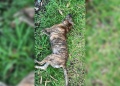 Investigan la muerte de un perro tras un presunto disparo con un arma de aire comprimido en Posadas