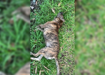 Investigan la muerte de un perro tras un presunto disparo con un arma de aire comprimido en Posadas
